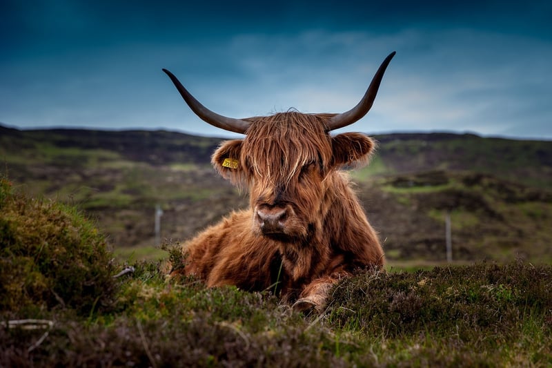 Cooked Beef