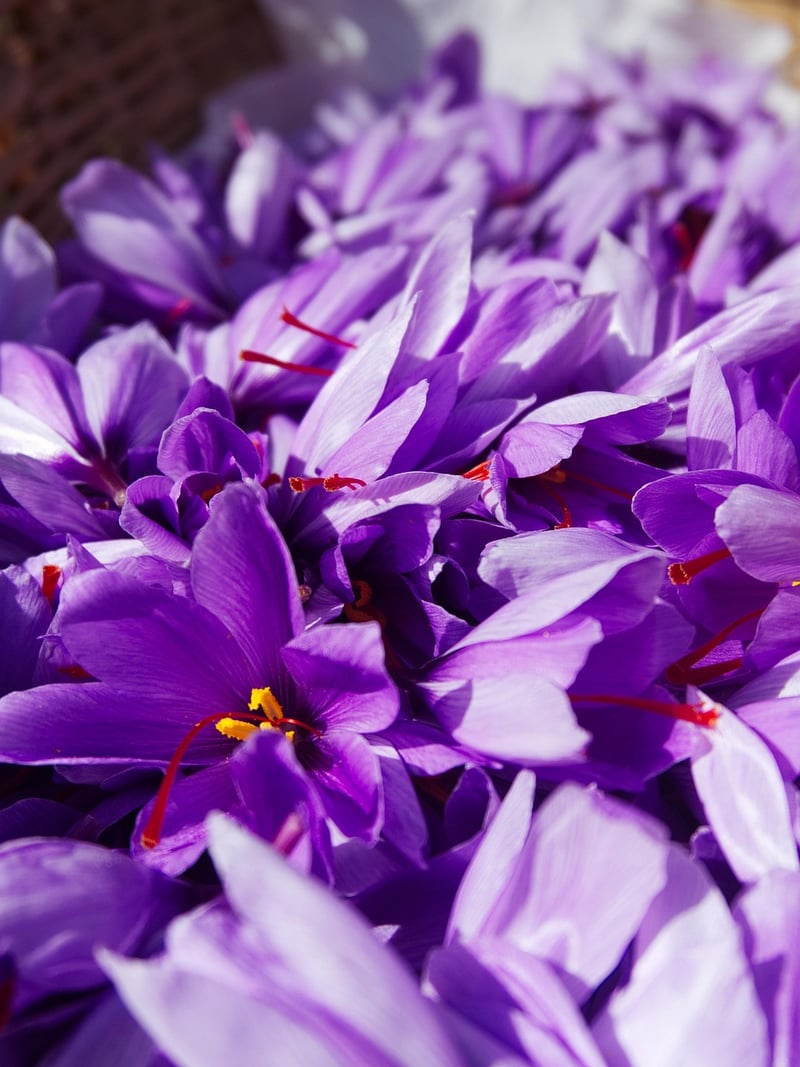Saffron Spice
